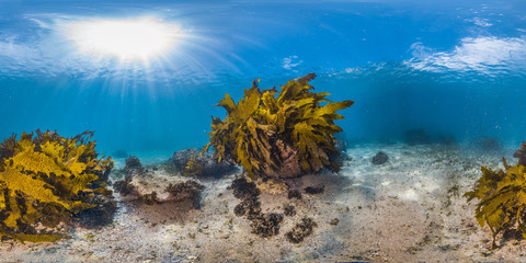Fototapeta na wymiar 360 of kelp and sand
