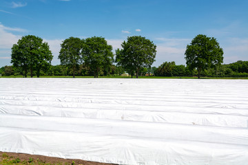 Seasonal raised bed on white asparagus field covered with white plastic film in Netherland