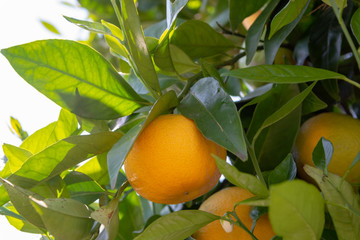 Big ripening orange citrus fruit on orange tree in orchard
