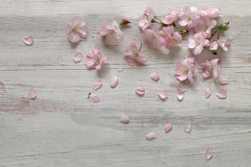 Sakura flowers with petals on wooden background 
