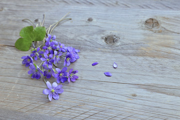 Hepatica flowers on wooden background 