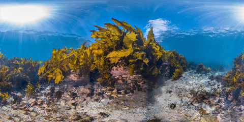 Fototapeta na wymiar 360 of kelp in Sydney
