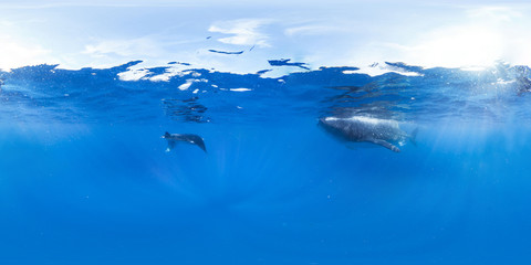 360 of manta ray and whale shark in open water