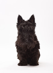Scotch Terrier on a white background