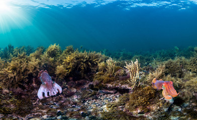 Cuttlefish mating in S. Australia
