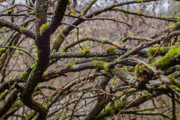 Tree branches covered with moss