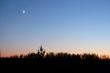 Rural landscape with still trees silhouettes in the evening and Moon and Venus in the beautiful clear cloudless gradient sky above it