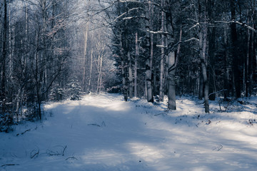 path in wintry forest