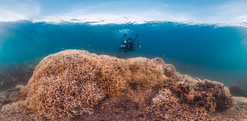 Bleaching coral in Australia, 2016