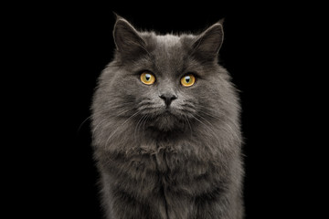 Portrait of Adorable Gray Cat Looking in camera on Isolated Black Background