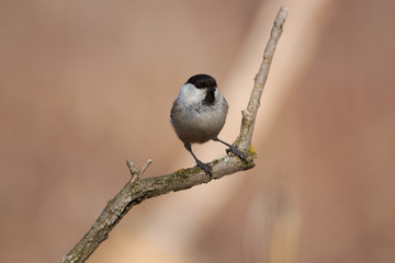Willow tit sits on a twig, legs tilted, on the background of the spring forest park.