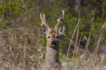 Siberian roe deer standing on a footpath looks ahead at the photographer.