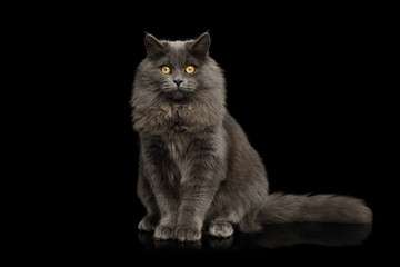 Furry Gray Cat Sitting and Looking in Camera on Isolated Black Background, front view