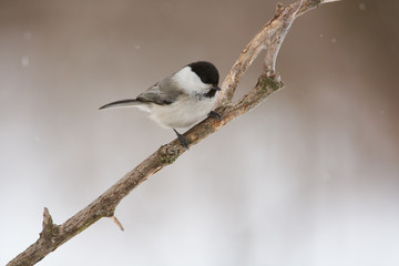 Fototapeta premium Willow tit sits on a branch in a forest park under falling snow.