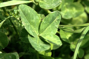 Four-leaved clover in meadow, Swiss Alps