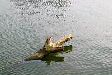 Dead tree stump in the lake 