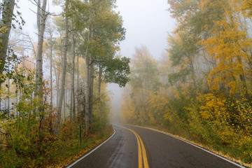 Yellow aspen leaves line a paved curvy mountain road on a moody Colorado autumn day