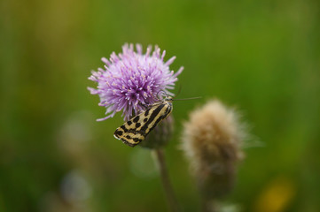 Ackerwinden-Bunteulchen 