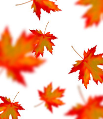 Bright orange red blurred falling maple leaves isolated on white background. Seasonal banner or holiday vintage decor. Realistic Vector illustration