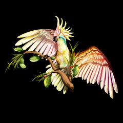 Illustration of parrot cockatoo on the tropical branches with leaves. Hand drawn, vector stock, watercolor.