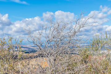 Dry plants in fall with morning sun and blue sky for copy text
