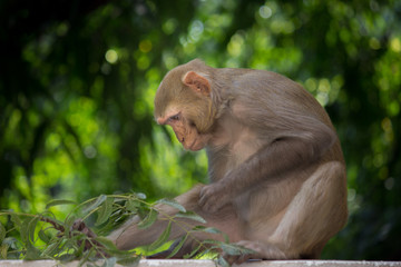 The Rhesus Macaque Monkey in its natural habitat