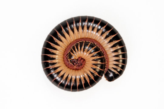 Florida-Tausendf&uuml;&szlig;er (Chicobolus spinigerus) - ivory millipede