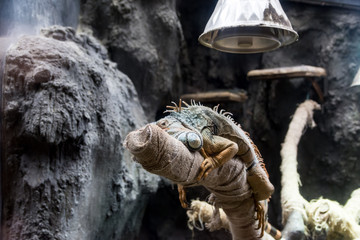 グリーンイグアナ