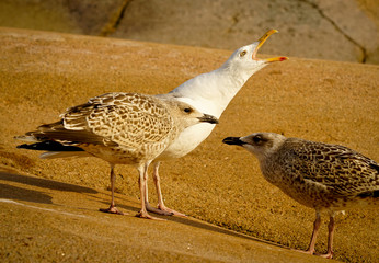 Birdtalk