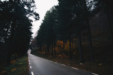 Fototapeta premium Autumn Background of a road in the forest of Germany