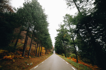 Autumn Background of a road in the forest of Germany