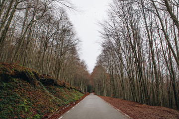 Road in the Autumn Forest