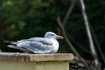 Seagull lying on the edge of bridge.