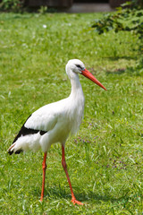 Storch auf der Wiese