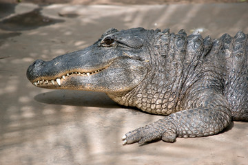 An American alligator