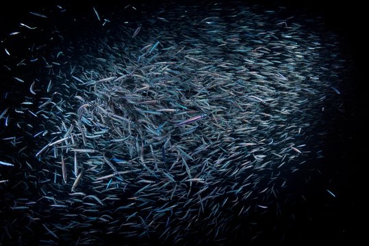 Shoal of Blue Sprat at night, Indian Ocean, Maldives