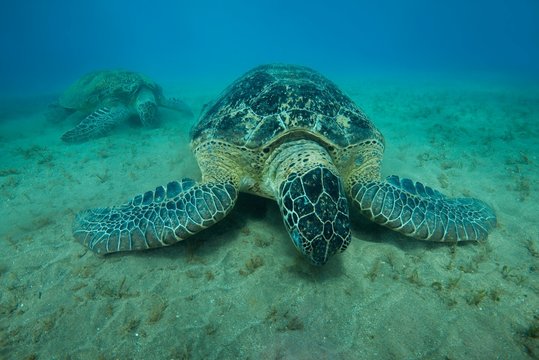 Two Green Sea Turtles (Chelonia mydas) eat sea grass on sandy bottom, Red Sea, Marsa Alam, Egypt, Africa