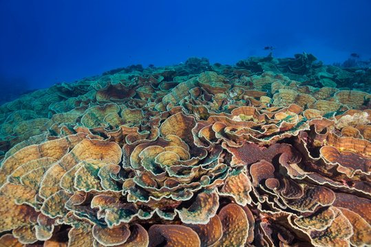Stony Coral (Mycedium robokaki), coral colonies, Red Sea, Marsa Alam, Egypt, Africa