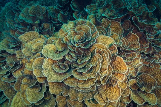 Stony Coral (Mycedium robokaki), Red Sea, Marsa Alam, Egypt, Africa
