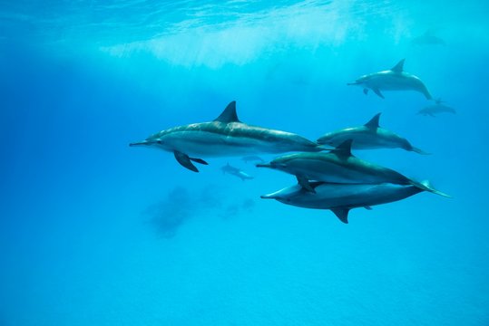 Spinner Dolphins (Stenella longirostris) swim over sandy bottom, Red Sea, Sataya Reef, Marsa Alam, Egypt, Africa