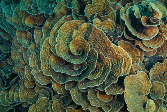 Stony Coral (Mycedium robokaki), Red Sea, Marsa Alam, Egypt, Africa