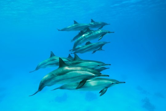Pod of Spinner Dolphins (Stenella longirostris) swims over sandy bottom, Red Sea, Sataya Reef, Marsa Alam, Egypt, Africa