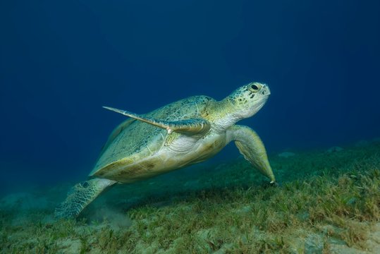 Green Sea Turtle (Chelonia mydas) swim over sandy bottom in blue water, Red Sea, Marsa Alam, Egypt, Africa