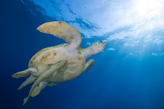 Green Sea Turtle with Live sharksucker, Red Sea, Marsa Alam, Egypt