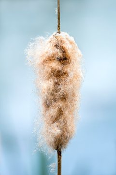 Inflorescence of a Cattail (Typha), close-up, Burgenland, Austria, Europe