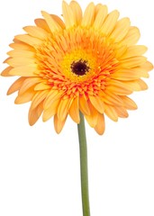 Orange Gerbera Daisy