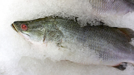 Raw seafood on ice at the fish market and department store. Raw fresh meat is sold. Healthy eating. displayed on ice, with copy space for your text..