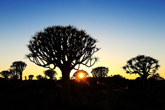 Quiver tree forest, silhouettes at sunset, Keetmanshoop, Namibia, Africa