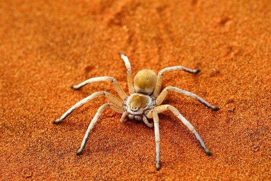 Wheel Spider, White Dancing Spider, Tok Tokkie Trail, Namib Rand Nature Reserve, Namib Naukluft Park, Namibia, Africa