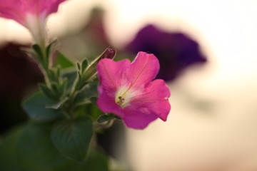 pink flower on a green background